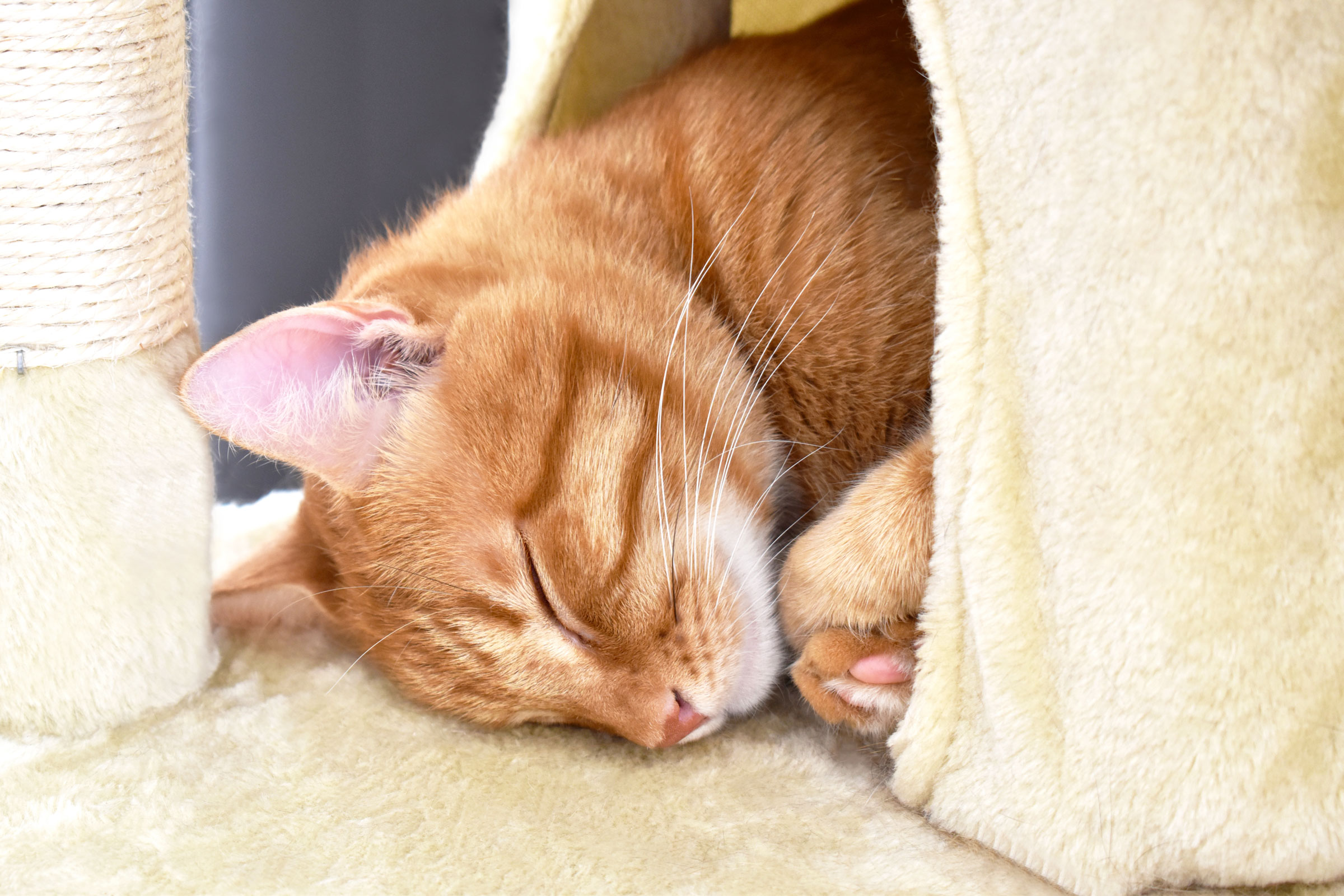relax4cats zur Beruhigung und Entspannung von Katzen.
